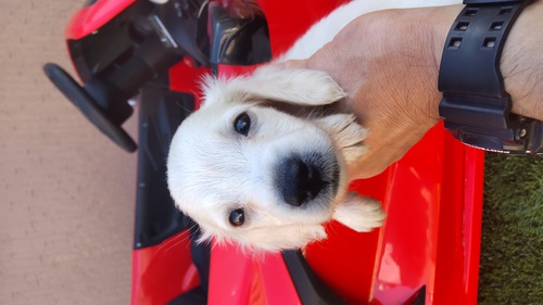 ミニチュア・ダックスフンド 犬の販売・譲渡 25022 まっ白な女の子 メチャ可愛い 込み込み価格