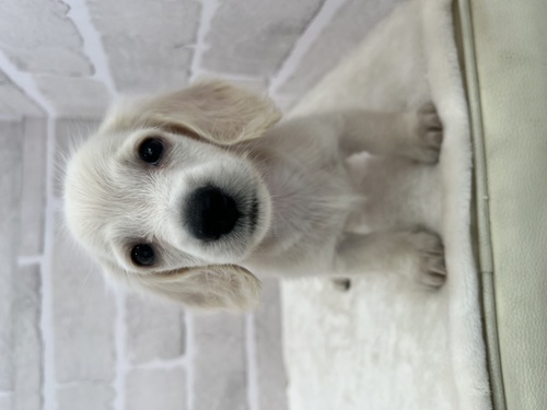 ミニチュア・ダックスフンド 犬の販売・譲渡 25027 全て込みの金額です。