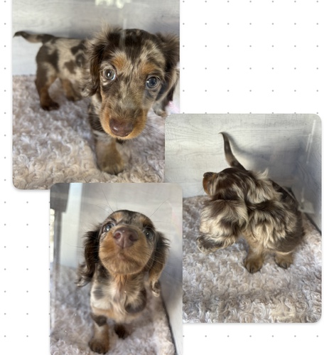 ミニチュア・ダックスフンド 犬の販売・譲渡 25028 希少価値高い派手なカラー