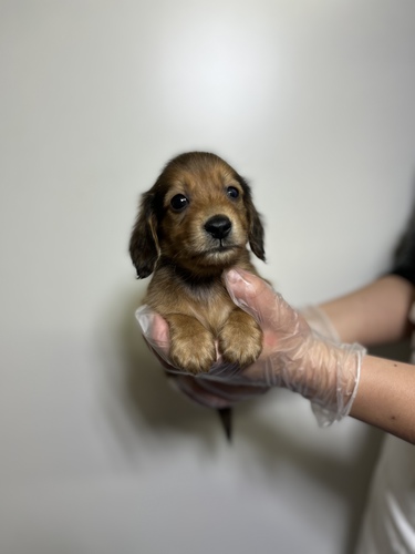 ミニチュア・ダックスフンド 犬の販売・譲渡 25029 レッド男の子