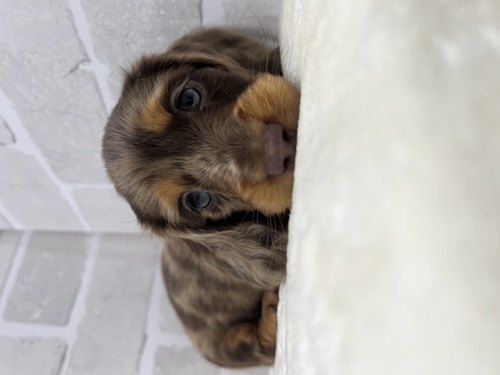 ミニチュア・ダックスフンド 犬の販売・譲渡 25032 とろけるイケメン。全て込み