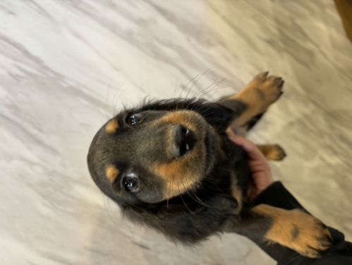ミニチュア・ダックスフンド 犬の販売・譲渡 25036 最安値キャンセルありました