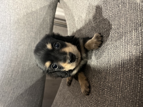 ミニチュア・ダックスフンド 犬の販売・譲渡 25037 激かわダックスミニミニ