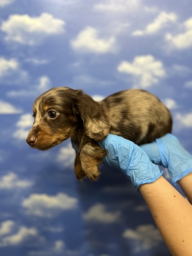 ミニチュア・ダックスフンド 犬の販売・譲渡 25038 激カワチョコダップル