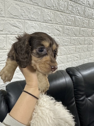 ミニチュア・ダックスフンド 犬の販売・譲渡 25040 チョコタン女の子
