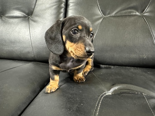 ミニチュア・ダックスフンド 犬の販売・譲渡 25041 スムースの男の子