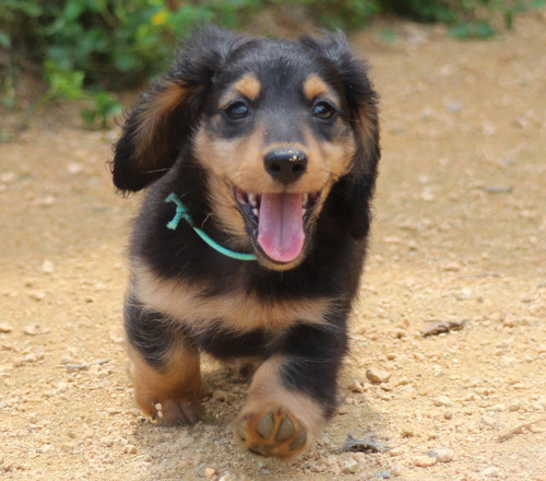 ミニチュア・ダックスフンド 犬の販売・譲渡 25047 ブラック&タンの4兄弟です。
