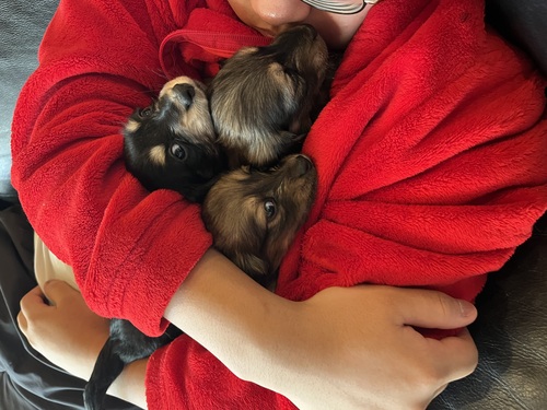 ミニチュア・ダックスフンド 犬の販売・譲渡 25049 甘えん坊の三兄弟です