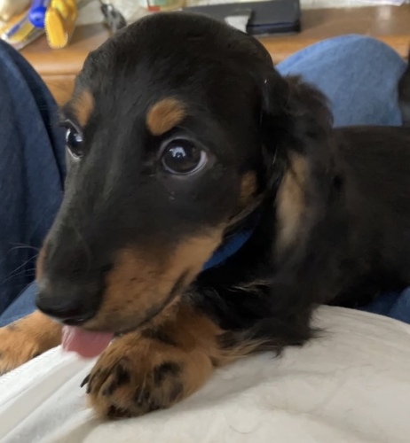 ミニチュア・ダックスフンド 犬の販売・譲渡 25057 血統優良 のんびりした男の子です