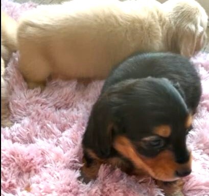 ミニチュア・ダックスフンド 犬の販売・譲渡 25060 【全て込み♪】生後40日動画更新!