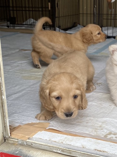 ミニチュア・ダックスフンド 犬の販売・譲渡 25061 Mダックス 男の子