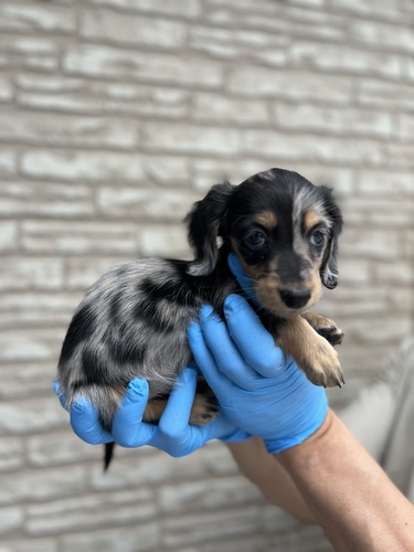 ミニチュア・ダックスフンド 犬の販売・譲渡 25064 シルバーダップル女の子