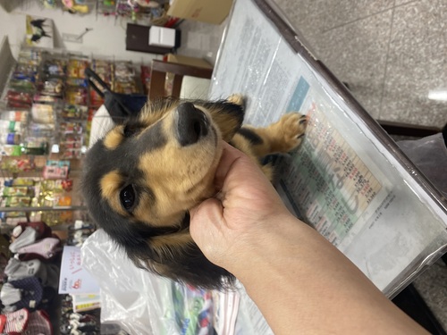 ミニチュア・ダックスフンド 犬の販売・譲渡 25070 Mダックス、ブラックタンの男の子