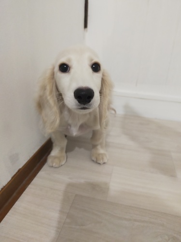ミニチュア・ダックスフンド 犬の販売・譲渡 25077 ロングイエロー女の子
