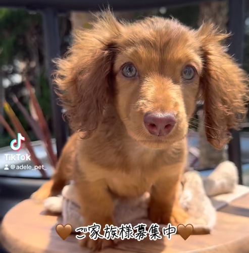 ミニチュア・ダックスフンド 犬の販売・譲渡 25078 決まりました!ありがとうございました
