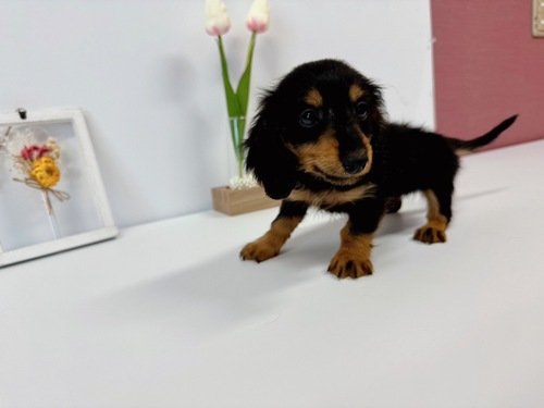 ミニチュア・ダックスフンド 犬の販売・譲渡 25079 優しいお顔のミニチュアダックス