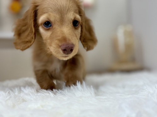 ミニチュア・ダックスフンド 犬の販売・譲渡 25080 右目ブルーアイの超イケメン!!!