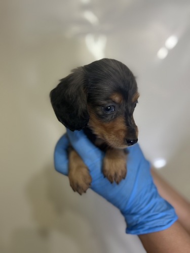 ミニチュア・ダックスフンド 犬の販売・譲渡 25086 激かわダックス