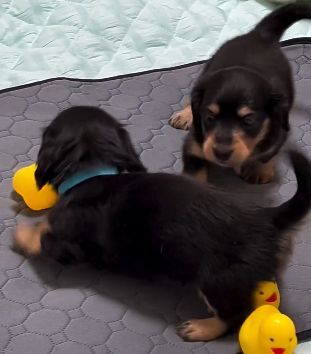 ミニチュア・ダックスフンド 犬の販売・譲渡 25087 ご家族が決まりました♪