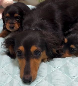 ミニチュア・ダックスフンド 犬の販売・譲渡 25091 ご家族が決まりました♪