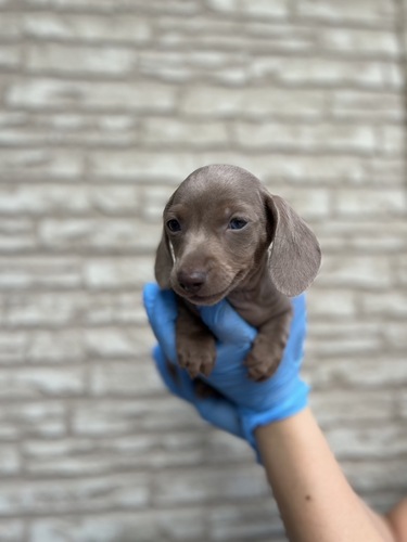 ミニチュア・ダックスフンド 犬の販売・譲渡 25095 イザベラカラー
