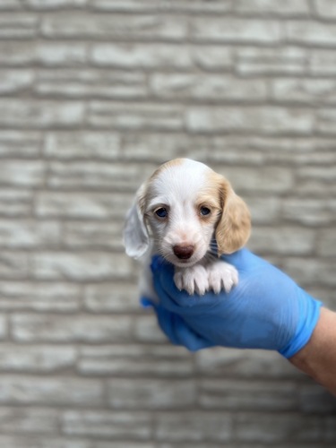 ミニチュア・ダックスフンド 犬の販売・譲渡 25106 美しすぎるブルーアイ