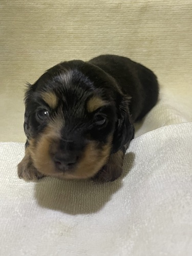 ミニチュア・ダックスフンド 犬の販売・譲渡 25111 熊本よりシルバーダップル男の子発信