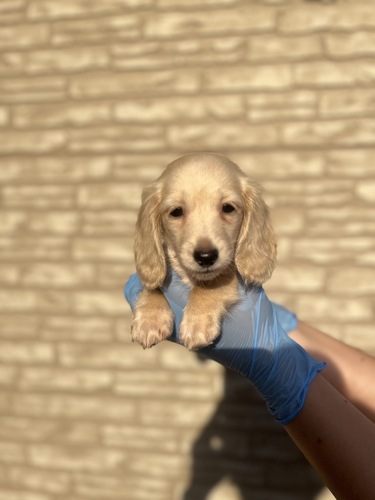 ミニチュア・ダックスフンド 犬の販売・譲渡 25112 激かわな女の子