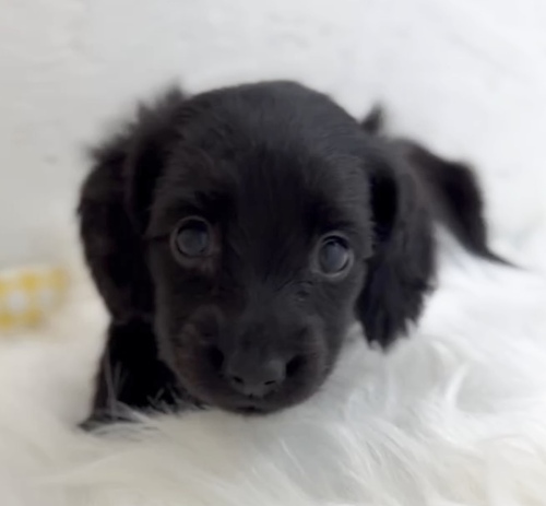 ミニチュア・ダックスフンド 犬の販売・譲渡 25115 ブラックMダックス