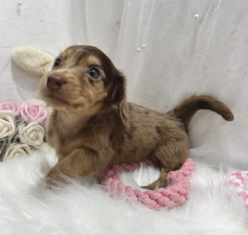 ミニチュア・ダックスフンド 犬の販売・譲渡 25116 チョコダップルちゃん