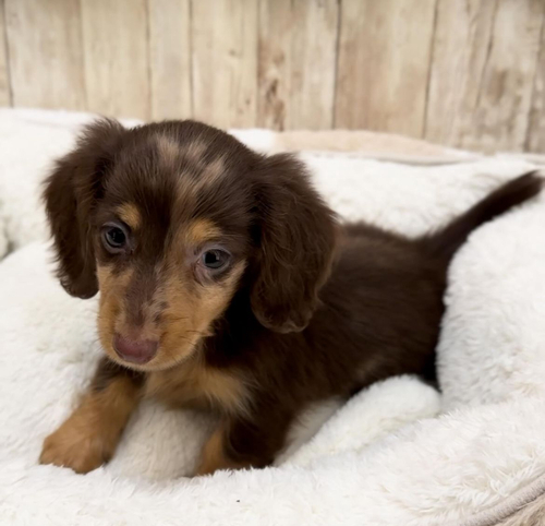 ミニチュア・ダックスフンド 犬の販売・譲渡 25122 激きゃわちびちびダックス