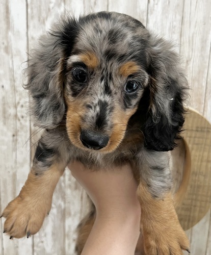 ミニチュア・ダックスフンド 犬の販売・譲渡 25123 シルバーダップルくん