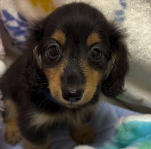 ミニチュア・ダックスフンド 犬の販売・譲渡 25128 沢山のお問い合わせ有難うございました♪