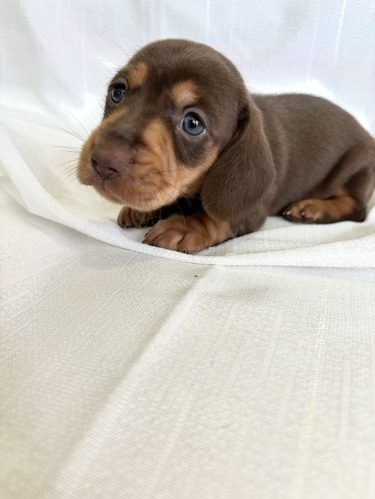ミニチュア・ダックスフンド 犬の販売・譲渡 25130 チョコタン 男の子