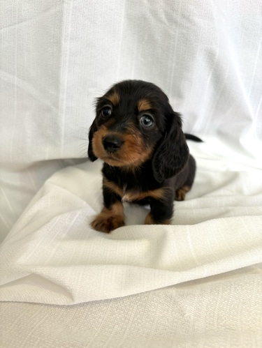 ミニチュア・ダックスフンド 犬の販売・譲渡 25132 ブラックタン 女の子