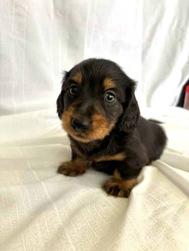 ミニチュア・ダックスフンド 犬の販売・譲渡 25133 ブラックタン 男の子
