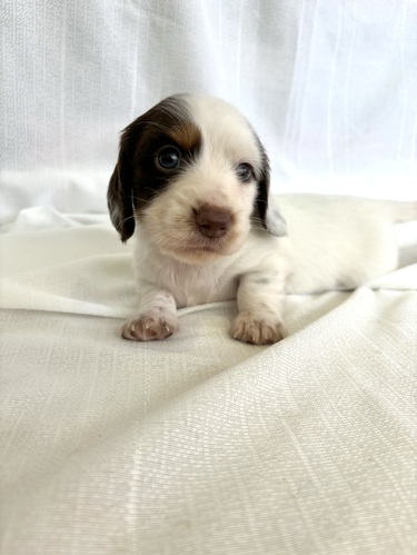 ミニチュア・ダックスフンド 犬の販売・譲渡 25134 レッドパイボールド男の子