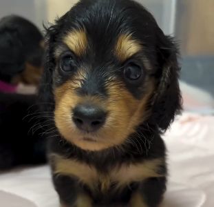 ミニチュア・ダックスフンド 犬の販売・譲渡 25138 【優良ブリーダー直販】全ての子のご家族決定♪
