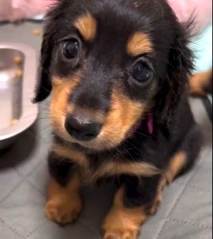 ミニチュア・ダックスフンド 犬の販売・譲渡 25149 【優良ブリーダー直販】全ての子のご家族決定♪