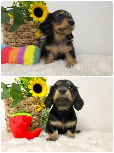 ミニチュア・ダックスフンド 犬の販売・譲渡 25153 ブラックイエローとシルバーダップルの男の子