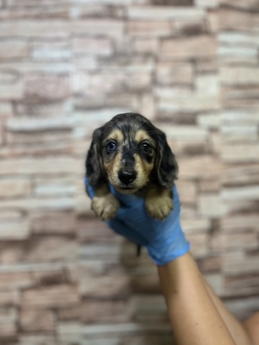 ミニチュア・ダックスフンド 犬の販売・譲渡 25159 激かわミニュチアダックスフンド ロング 3118