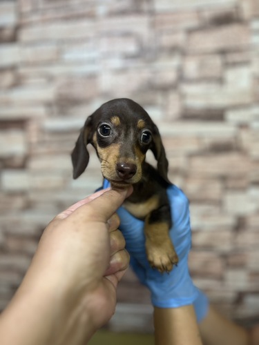 ミニチュア・ダックスフンド 犬の販売・譲渡 25160 ベビーフェイスなMダックス 7065