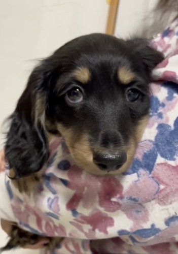 ミニチュア・ダックスフンド 犬の販売・譲渡 25163 ブラックイエローの男の子