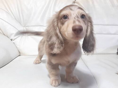 ミニチュア・ダックスフンド 犬の販売・譲渡 25167 チョコダップルの可愛い男の子