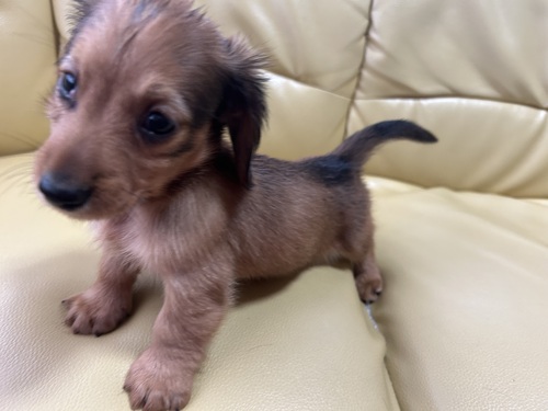 ミニチュア・ダックスフンド 犬の販売・譲渡 25168 可愛いダックスくん