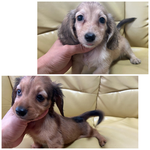 ミニチュア・ダックスフンド 犬の販売・譲渡 25178 件名なし 子犬販売の情報