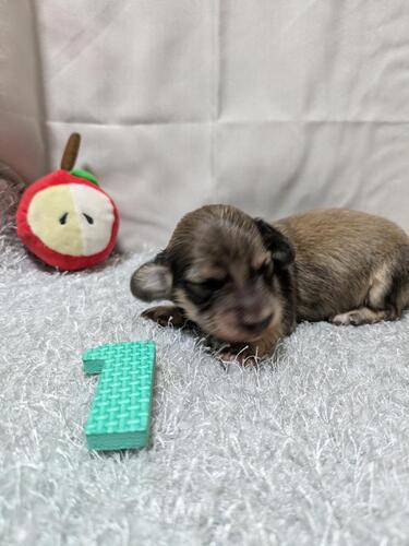 ミニチュア・ダックスフンド 犬の販売・譲渡 25179 とっても優しいお顔立ちの男の子赤ちゃんたち誕生♪