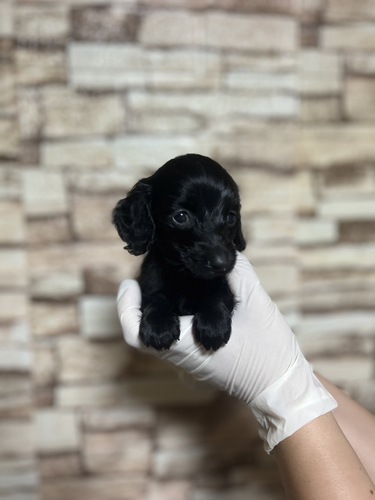 ミニチュア・ダックスフンド 犬の販売・譲渡 25180 ブラックソリット 女の子