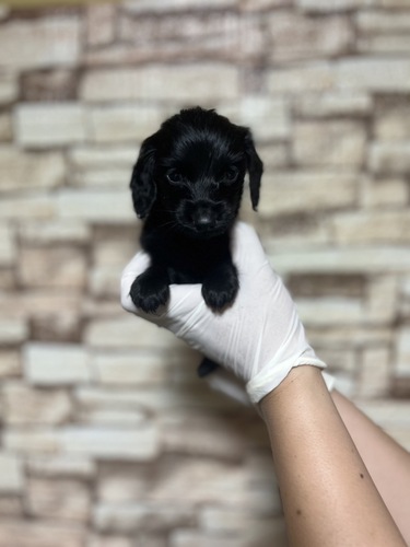 ミニチュア・ダックスフンド 犬の販売・譲渡 25182 ブラックソリット 女の子