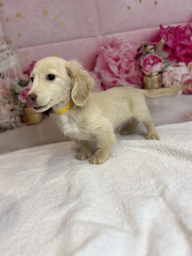 ミニチュア・ダックスフンド 犬の販売・譲渡 25183 イエローカラーのMダックスロング君!